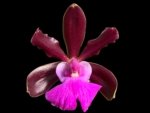 Cattleya aclandiae × sib (‘Dark’) (2.25” Pot)