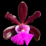 Cattleya aclandiae × sib (‘Dark’) (2.25” Pot)