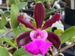 Cattleya aclandiae × sib (‘Dark’) (2.25” Pot) - Image 2