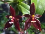 Phalaenopsis cornu-cervi red 2 Growths  (3” Pot)
