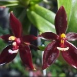 Phalaenopsis cornu-cervi red 2 Growths  (3” Pot)