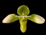 In Spike Paph. hirsutissimum var. esquirolei var. album (3.5” pot) - Image 2