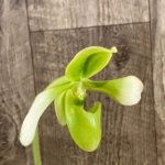 In Spike Paph. hirsutissimum var. esquirolei var. album (3.5” pot)