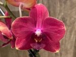 Double Spikes Phalaenopsis Lianher Happy Star (3.5" pot)