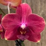 Double Spikes Phalaenopsis Lianher Happy Star (3.5" pot)