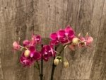 Double Spikes Phalaenopsis Lianher Happy Star (3.5" pot) - Image 2