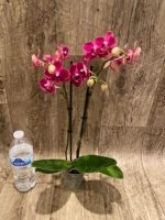Double Spikes Phalaenopsis Lianher Happy Star (3.5" pot) - Image 4