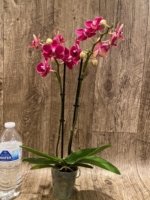 Double Spikes Phalaenopsis Lianher Happy Star (3.5" pot) - Image 5