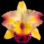 Rlc. Amazing Bangkok BS (3.5" pot)