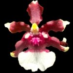 In Spikes - Fragrant Oncidium Heaven Scent ‘Redolence’ (3.5” Pot)