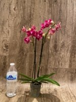 Double Spikes Phalaenopsis Lianher Happy Star (3.5" pot) - Image 3