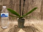 Double Spikes Phalaenopsis Lianher Happy Star (3.5" pot) - Image 6