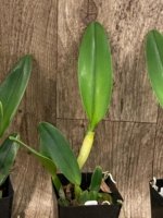 Rlc. Siam White ‘The Best’ (3.5” Pot) - Image 6