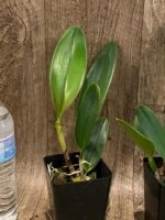 Rlc. Siam White ‘The Best’ (3.5” Pot) - Image 4