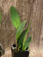 Rlc. Siam White ‘The Best’ (3.5” Pot) - Image 5