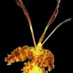 In Spike Psychopsis Mariposa (papilio × Kalihi) (3.5” pot)