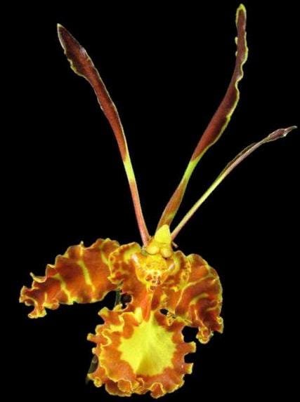 il_fullxfull.6880416673_k6ye.jpg In Spike Psychopsis Mariposa (papilio × Kalihi) (3.5” pot) - Image 1