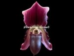 Paphiopedilum QF Lorrafairrie (Lorraines Pride x fairrieanum) BS (3.5” pot) - Image 2