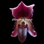 Paphiopedilum QF Lorrafairrie (Lorraines Pride x fairrieanum) BS (3.5” pot)