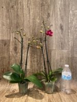 Double Spikes Phalaenopsis Lianher Happy Star (3.5" pot) - Image 4