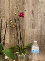 Double Spikes Phalaenopsis Lianher Happy Star (3.5" pot) - Image 3