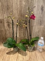 Double Spikes Phalaenopsis Lianher Happy Star (3.5" pot) - Image 5