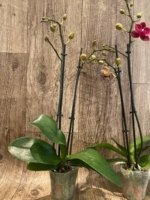 Double Spikes Phalaenopsis Lianher Happy Star (3.5" pot) - Image 6