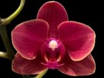 Double Spikes Phalaenopsis Lianher Happy Star (3.5" pot)