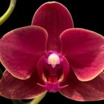 Double Spikes Phalaenopsis Lianher Happy Star (3.5" pot)