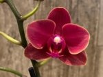 Double Spikes Phalaenopsis Lianher Happy Star (3.5" pot) - Image 2