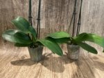 Double Spikes Phalaenopsis Lianher Happy Star (3.5" pot) - Image 7