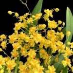 In Spikes - Fragrant Mini Oncidium Twinkle ‘Oro’ (2” Pot)