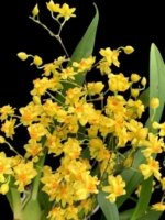 In Spikes - Fragrant Mini Oncidium Twinkle ‘Oro’ (2” Pot)
