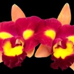 In Bud Rlc. Star Platinum #2 (3.5 pot)