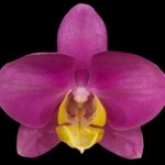 In Spikes Phalaenopsis OX Yellow Lip (4.5” Pot)