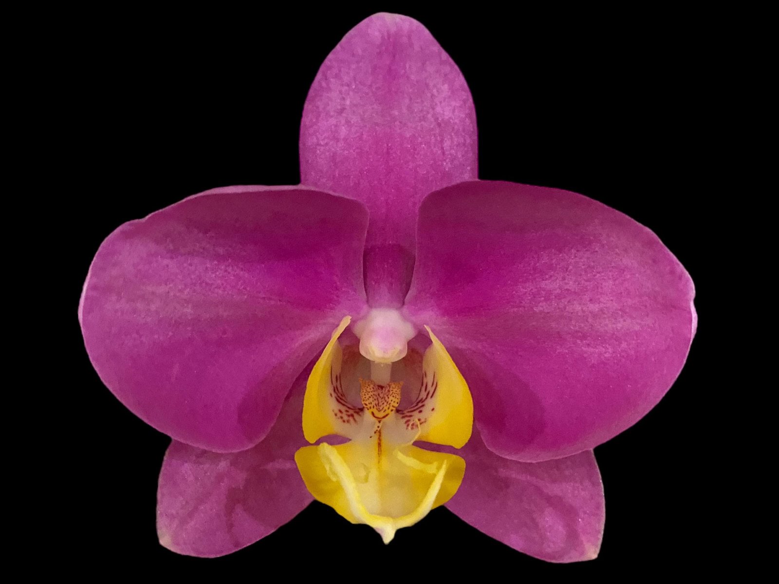 il_fullxfull.7259724482_qz81.jpg In Spikes Phalaenopsis OX Yellow Lip (4.5” Pot) - Image 1