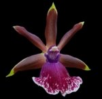 In Spike Zygolum Louisendorf 'Rhein Moonlight' (3.5" pot)