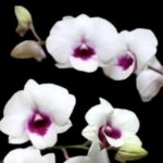 In Spikes Dendrobium Glory White (3.5” pot) - Image 3