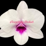 In Spikes Dendrobium Glory White (3.5” pot)