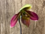 Paphiopedilum QF Philia (Aga'pe x hookerae) BS (2" pot) - Image 3