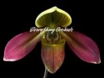 Paphiopedilum QF Philia (Aga'pe x hookerae) BS (2" pot)