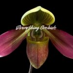 Paphiopedilum QF Philia (Aga'pe x hookerae) BS (2" pot)