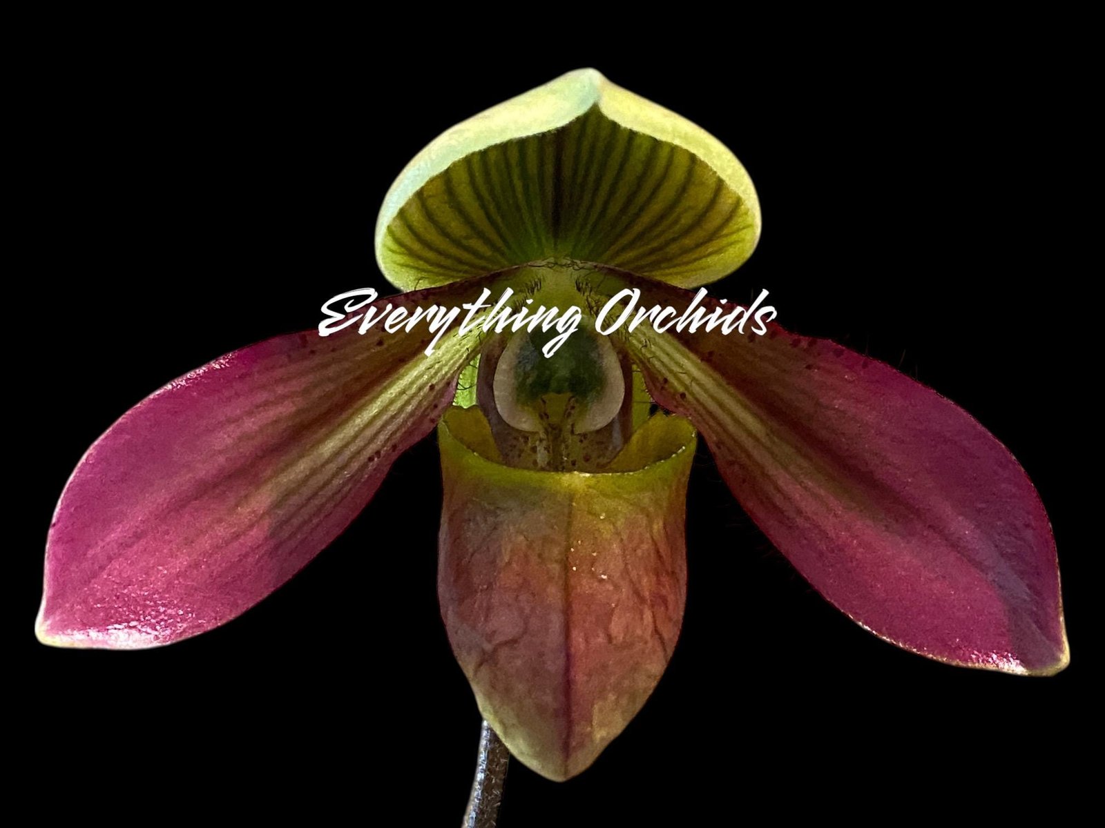 il_fullxfull.7804222661_1t0k.jpg Paphiopedilum QF Philia (Aga'pe x hookerae) BS (2" pot) - Image 1