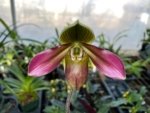 Paphiopedilum QF Philia (Aga'pe x hookerae) BS (2" pot) - Image 6