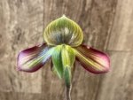 Paphiopedilum QF Philia (Aga'pe x hookerae) BS (2" pot) - Image 5