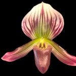 Double Spike Paphiopedilum barbatum v. nigritum 'pigmy' (2" pot)