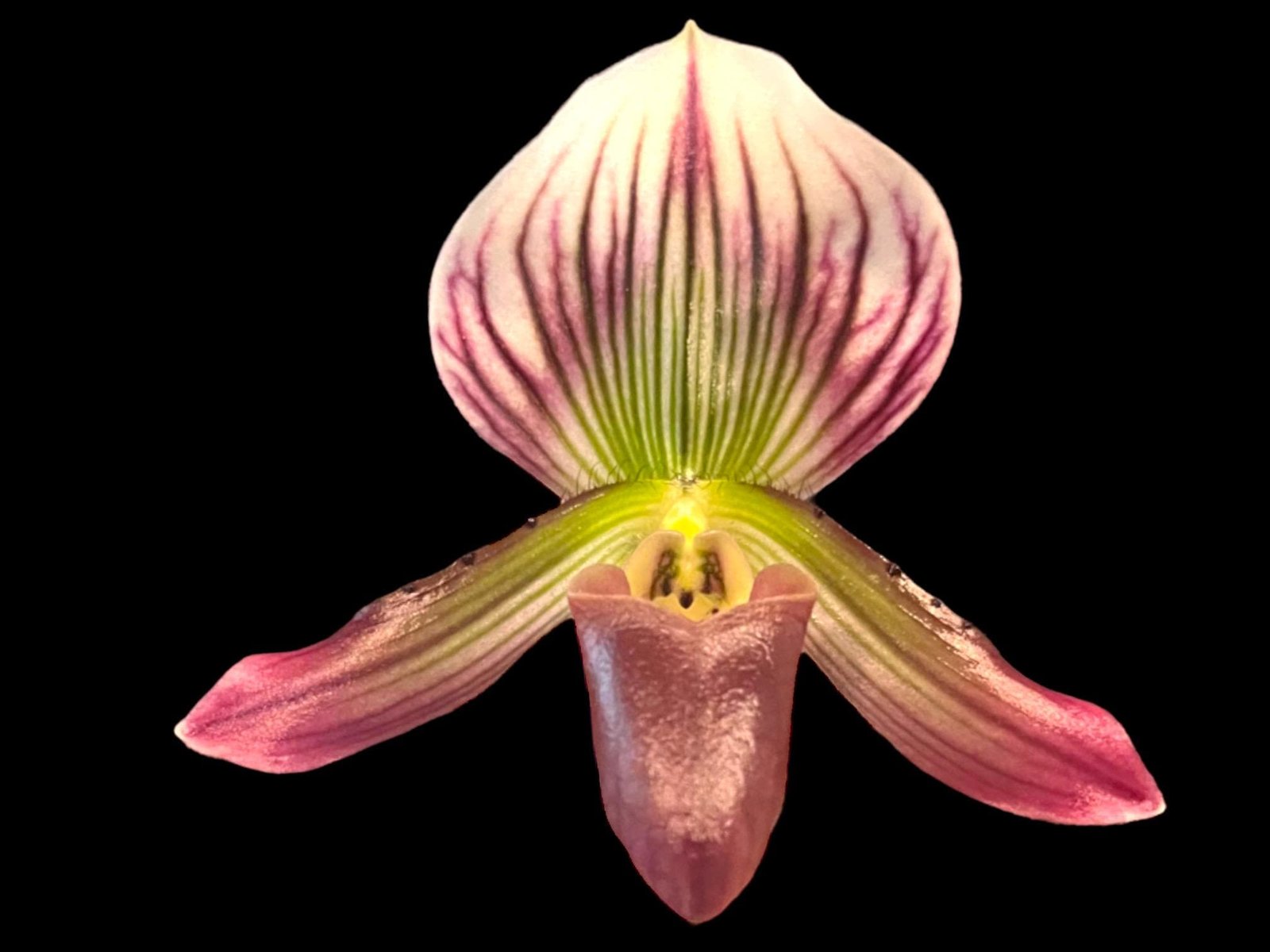 il_fullxfull.7828609790_efzz.jpg Double Spike Paphiopedilum barbatum v. nigritum 'pigmy' (2" pot) - Image 1