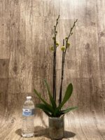 Double Spikes Phalaenopsis I-Hsin Sun Pie (4.5" pot) - Image 6