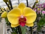 Double Spikes Phalaenopsis I-Hsin Sun Pie (4.5" pot) - Image 3