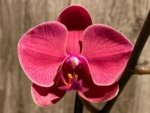 Double Spikes Phalaenopsis I-Hsin Golden Beth (4.5" pot) - Image 3
